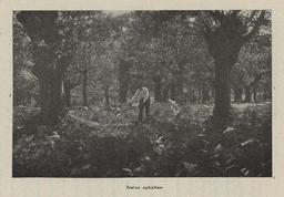 vignette