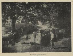 vignette