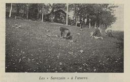 vignette