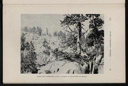 vignette