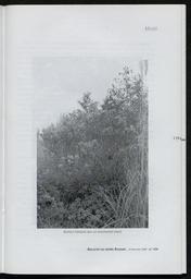 vignette
