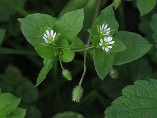 Noms des plantes et fleurs du Pays basque, 1931 - Bilketa