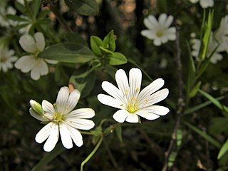 Noms des plantes et fleurs du Pays basque, 1931 - Bilketa
