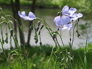 Noms des plantes et fleurs du Pays basque, 1931 - Bilketa
