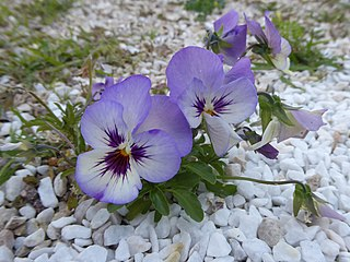 Noms des plantes et fleurs du Pays basque, 1931 - Bilketa