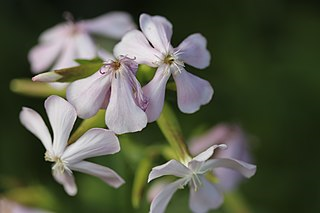 Noms des plantes et fleurs du Pays basque, 1931 - Bilketa